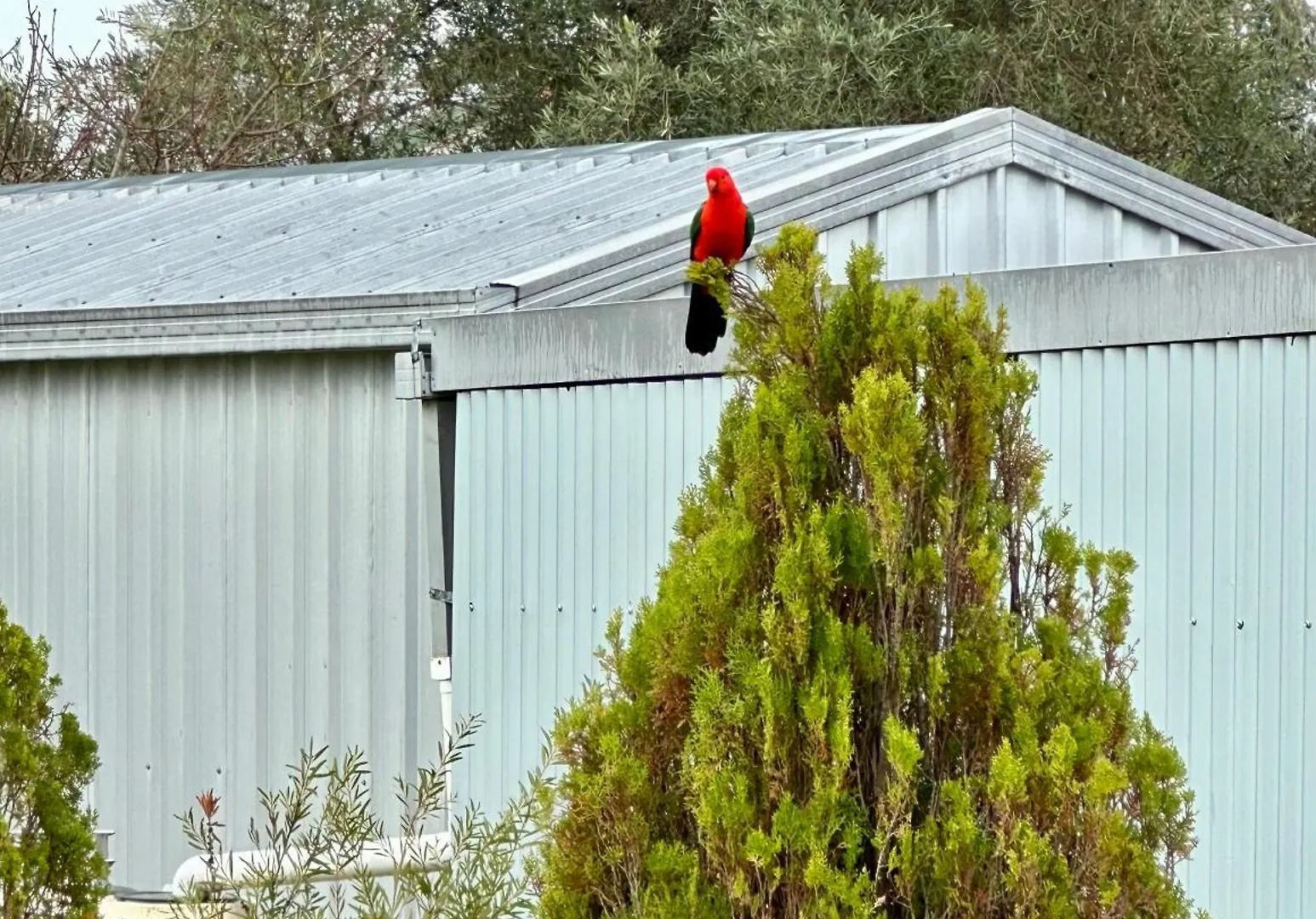 Rosellas On Corundum Cottage - Treat Yourself! Stanthorpe Ausztrália
